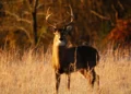 Illegal deer hunting fine Ontario